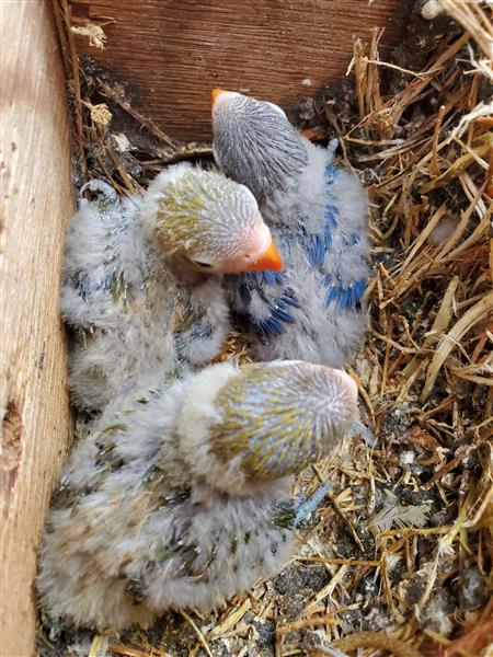 Grote foto personata roseicolli fischeri dieren en toebehoren parkieten en papegaaien