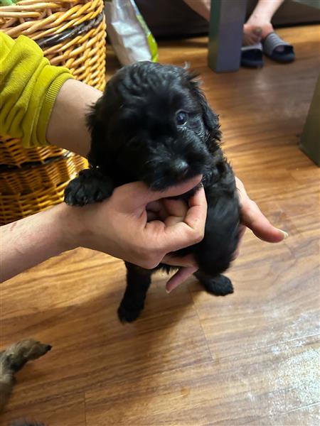 Grote foto labradoodle dieren en toebehoren poolhonden keeshonden en oertypen