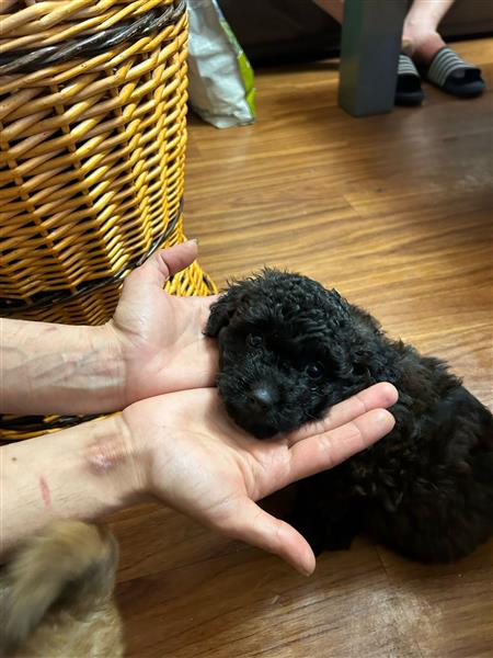 Grote foto labradoodle dieren en toebehoren poolhonden keeshonden en oertypen