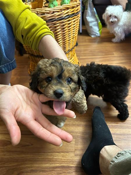 Grote foto labradoodle dieren en toebehoren poolhonden keeshonden en oertypen