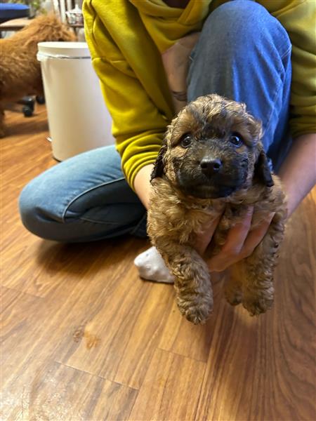 Grote foto labradoodle dieren en toebehoren poolhonden keeshonden en oertypen