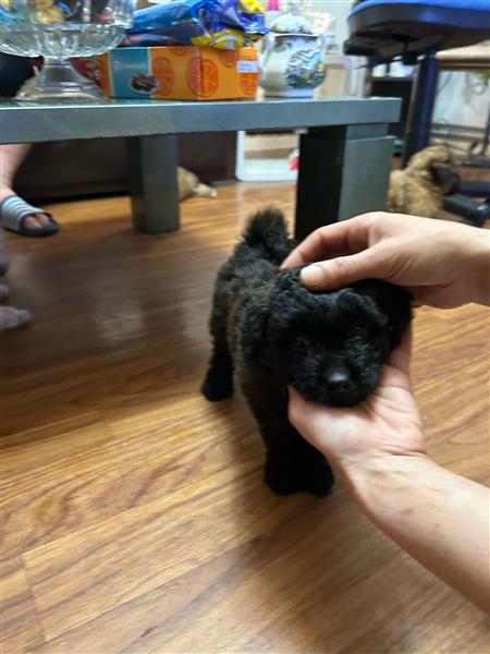 Grote foto labradoodle dieren en toebehoren poolhonden keeshonden en oertypen