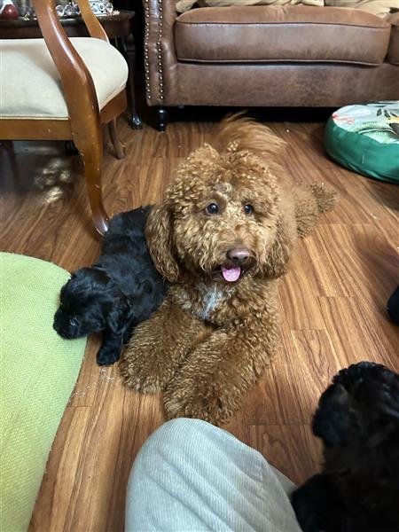 Grote foto labradoodle dieren en toebehoren poolhonden keeshonden en oertypen