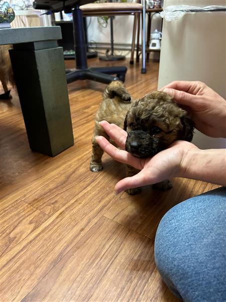 Grote foto labradoodle dieren en toebehoren poolhonden keeshonden en oertypen