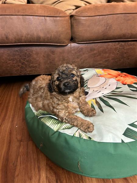 Grote foto labradoodle dieren en toebehoren poolhonden keeshonden en oertypen