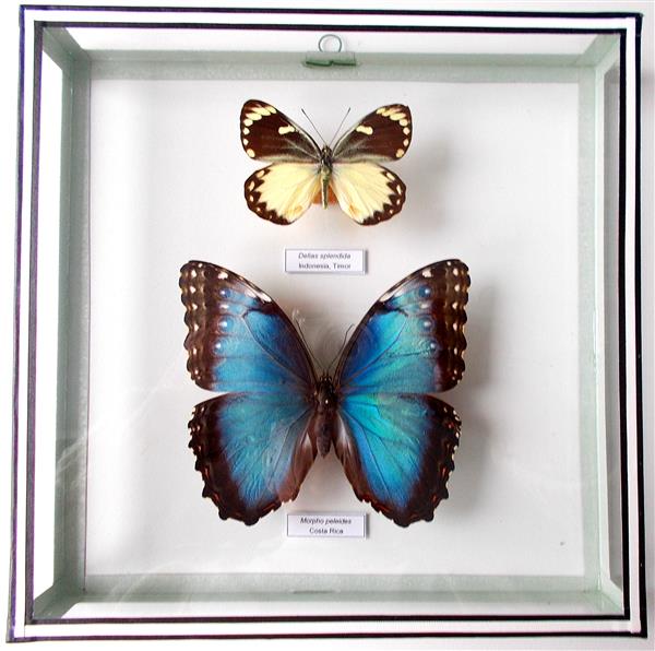 Grote foto glazen kastjes met opgezette vlinders huis en inrichting woningdecoratie