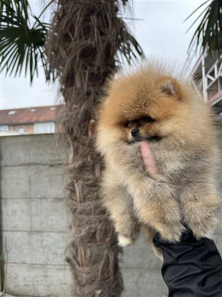 Grote foto pomeranian bearface mini pomeriaan dwerkees dieren en toebehoren poolhonden keeshonden en oertypen