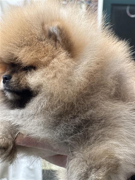 Grote foto pomeranian bearface mini pomeriaan dwerkees dieren en toebehoren poolhonden keeshonden en oertypen