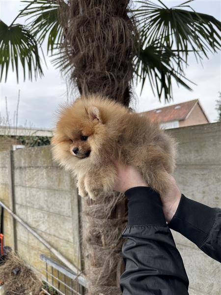 Grote foto pomeranian bearface mini pomeriaan dwerkees dieren en toebehoren poolhonden keeshonden en oertypen