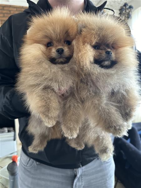 Grote foto pomeranian bearface mini pomeriaan dwerkees dieren en toebehoren poolhonden keeshonden en oertypen