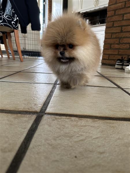 Grote foto pomeranian bearface mini pomeriaan dwerkees dieren en toebehoren poolhonden keeshonden en oertypen