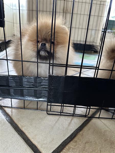 Grote foto pomeranian bearface mini pomeriaan dwerkees dieren en toebehoren poolhonden keeshonden en oertypen