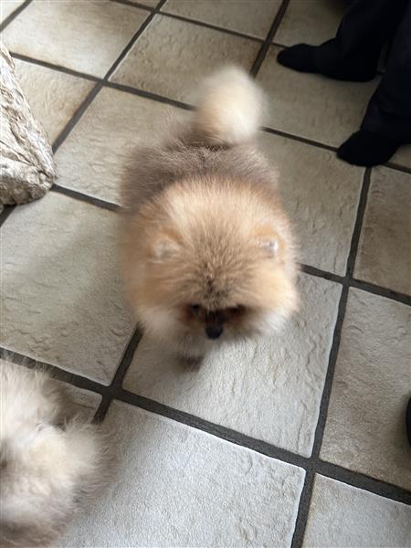 Grote foto pomeranian bearface mini pomeriaan dwerkees dieren en toebehoren poolhonden keeshonden en oertypen