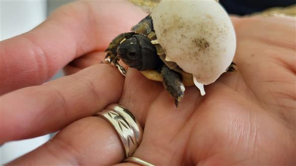 Grote foto nakweek griekse landschildpadden 2023 dieren en toebehoren reptielen en amfibie n