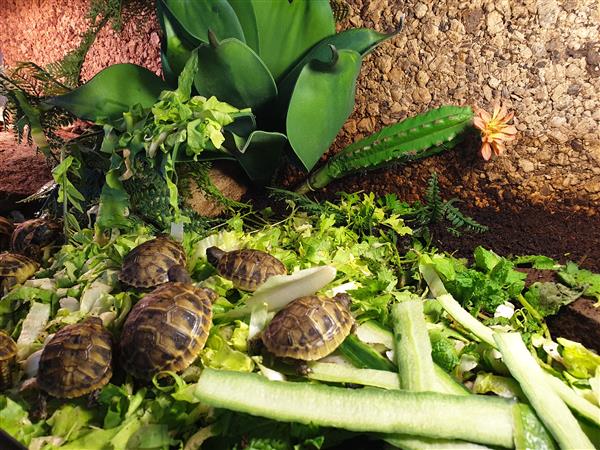 Grote foto nakweek griekse landschildpadden 2023 dieren en toebehoren reptielen en amfibie n