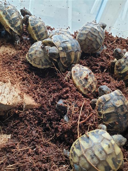 Grote foto nakweek griekse landschildpadden 2023 dieren en toebehoren reptielen en amfibie n