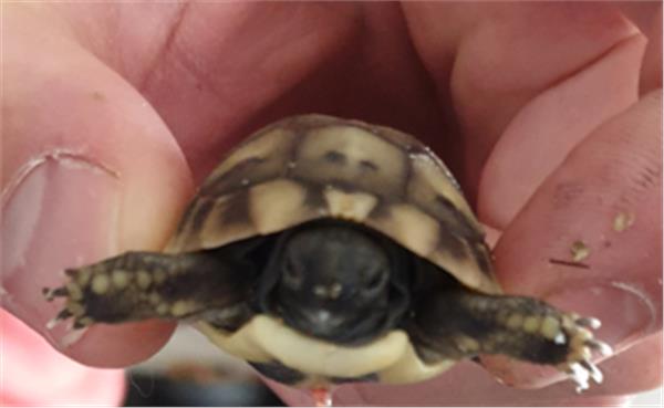 Grote foto nakweek griekse landschildpadden 2023 dieren en toebehoren reptielen en amfibie n