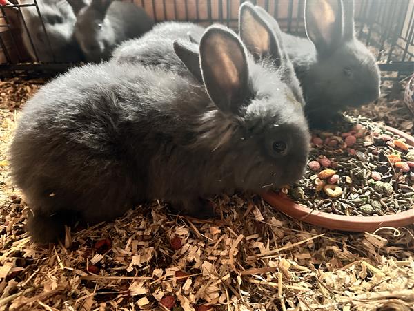 Grote foto nestje vlaamse reus dieren en toebehoren konijnen