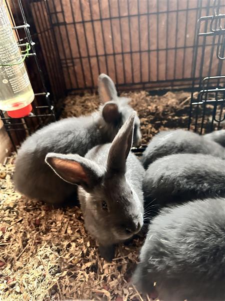 Grote foto nestje vlaamse reus dieren en toebehoren konijnen