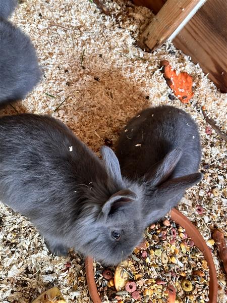 Grote foto nestje vlaamse reus dieren en toebehoren konijnen