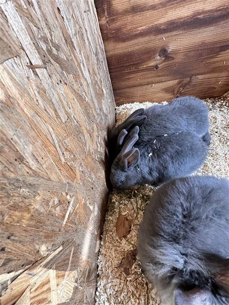 Grote foto nestje vlaamse reus dieren en toebehoren konijnen