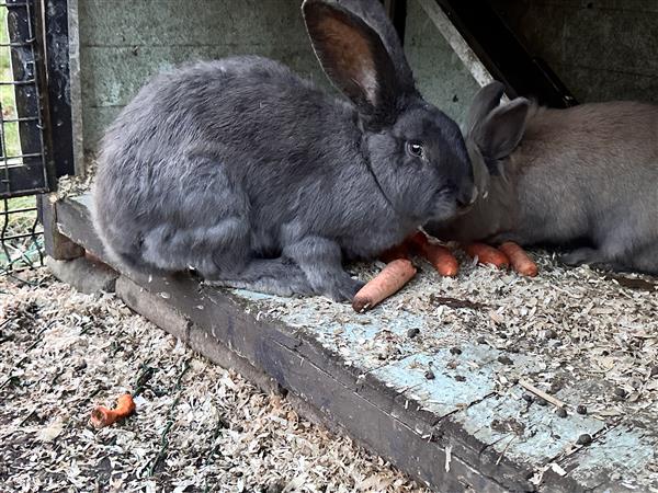 Grote foto nestje vlaamse reus dieren en toebehoren konijnen