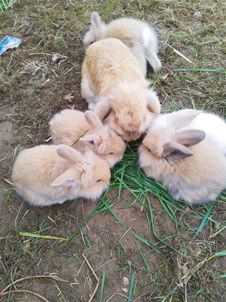 Grote foto jonge dwerghangoorkonijntjes te koop dieren en toebehoren konijnen