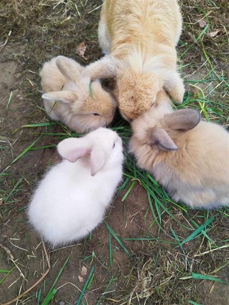 Grote foto jonge dwerghangoorkonijntjes te koop dieren en toebehoren konijnen