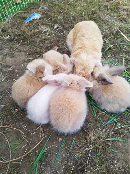 Grote foto jonge dwerghangoorkonijntjes te koop dieren en toebehoren konijnen