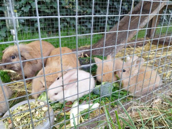 Grote foto jonge dwerghangoorkonijntjes te koop dieren en toebehoren konijnen