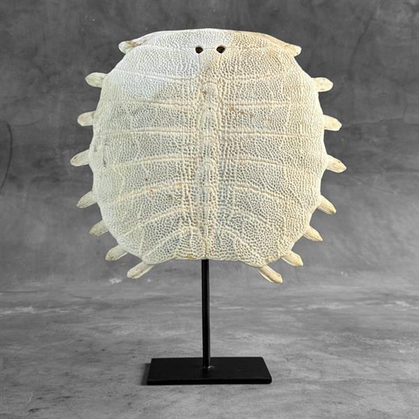 Grote foto geen minimumverkoopprijs chinese soft shell turtle carapace op een aangepaste standaard bot pe antiek en kunst curiosa en brocante