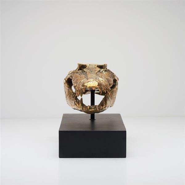Grote foto sculptuur saltwater crocodile skull fashioned in bronze on custom stand bronze 21 cm brons antiek en kunst curiosa en brocante