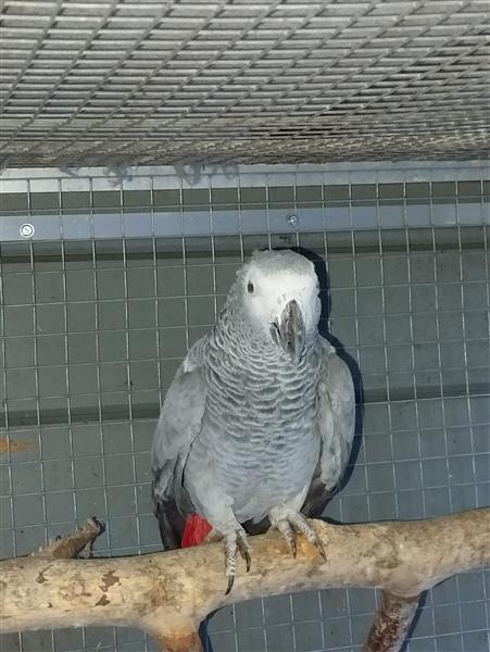 Grote foto grijze roodstaart pop dieren en toebehoren parkieten en papegaaien