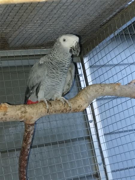 Grote foto grijze roodstaart pop dieren en toebehoren parkieten en papegaaien