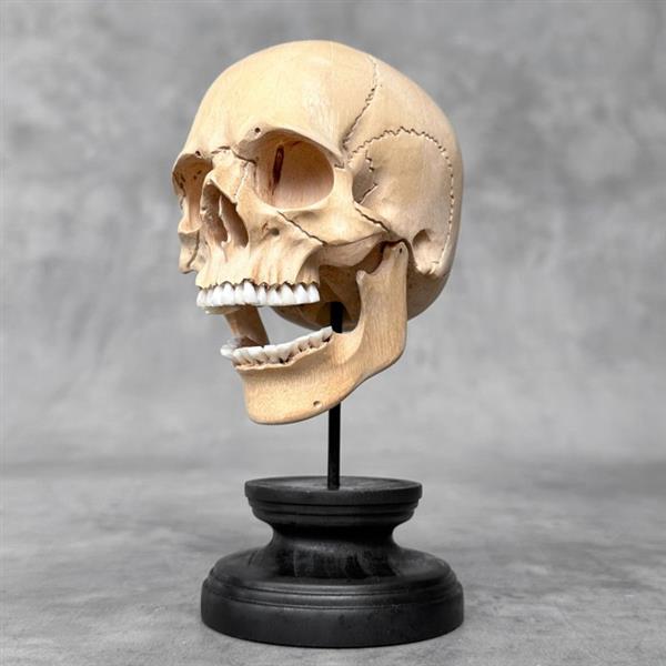 Grote foto snijwerk no reserve price stunning wooden human skull with a beautiful grain 18 cm tamarinde antiek en kunst curiosa en brocante