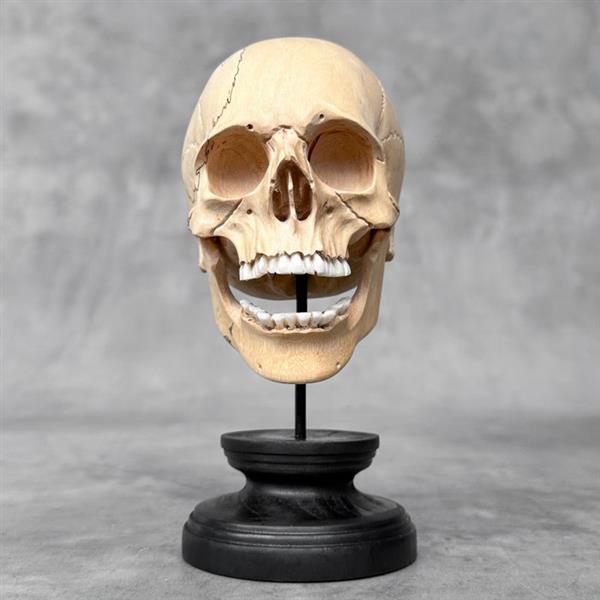 Grote foto snijwerk no reserve price stunning wooden human skull with a beautiful grain 18 cm tamarinde antiek en kunst curiosa en brocante