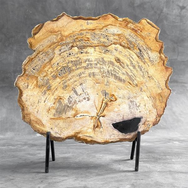 Grote foto geen reserveprijs prachtig stuk versteend hout op standaard gefossiliseerd hout petrified wood antiek en kunst curiosa en brocante