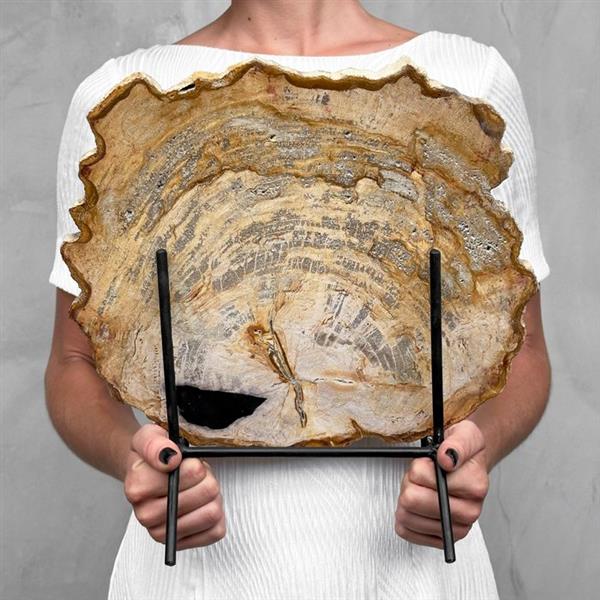 Grote foto geen reserveprijs prachtig stuk versteend hout op standaard gefossiliseerd hout petrified wood antiek en kunst curiosa en brocante