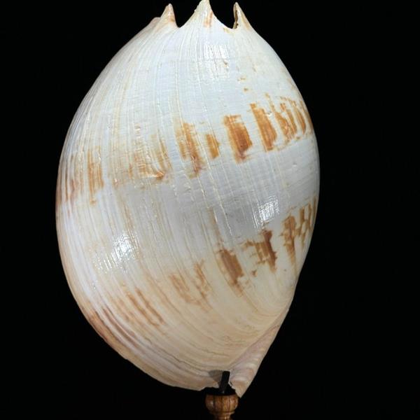 Grote foto geen reserveprijs melo amforaschelp op een aangepaste standaard zeeschelp melo amphora zonde antiek en kunst curiosa en brocante