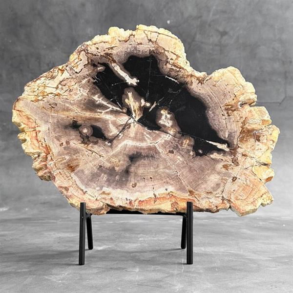 Grote foto geen reserveprijs prachtig stuk versteend hout op een aangepaste standaard gefossiliseerd hout antiek en kunst curiosa en brocante