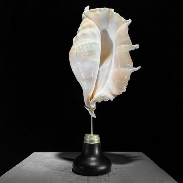 Grote foto geen reserveprijs prachtige spider conch shell op een aangepaste standaard zeeschelp lambis la antiek en kunst curiosa en brocante