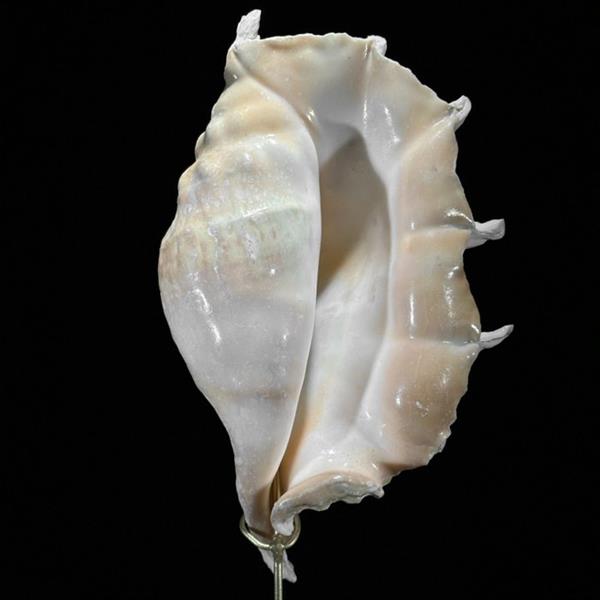 Grote foto geen reserveprijs prachtige spider conch shell op een aangepaste standaard zeeschelp lambis la antiek en kunst curiosa en brocante