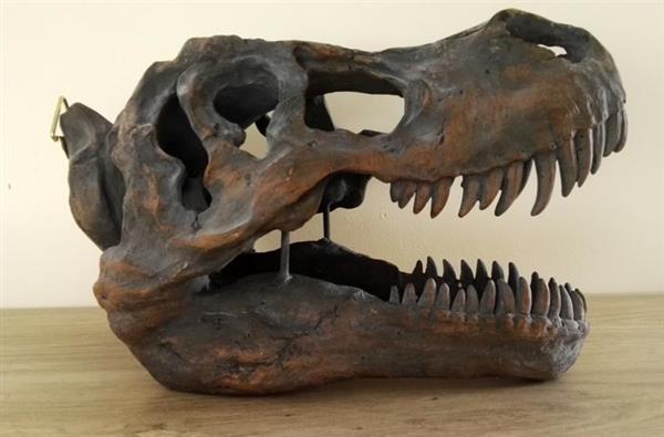 Grote foto beeldje t rex dinosaurus schedel hars polyester antiek en kunst curiosa en brocante