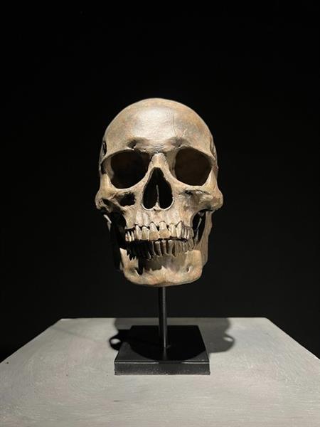 Grote foto beeld no reserve price stunning human skull statue on stand brown colour museum quality 24 antiek en kunst curiosa en brocante