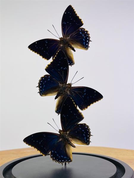 Grote foto vlinder taxidermie volledige montage charaxes tiridates 25 cm 17 cm 17 cm geen cites soort antiek en kunst curiosa en brocante