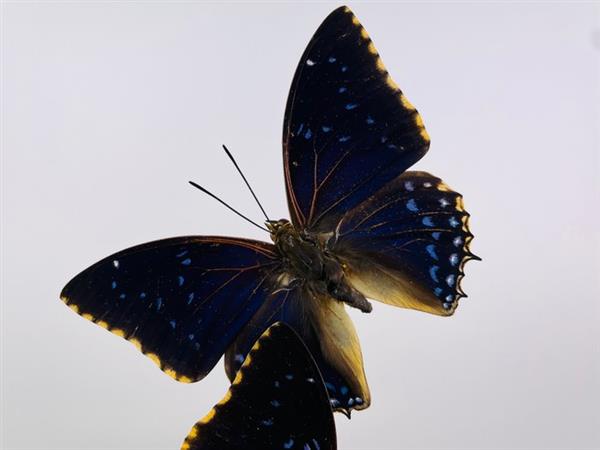Grote foto vlinder taxidermie volledige montage charaxes tiridates 25 cm 17 cm 17 cm geen cites soort antiek en kunst curiosa en brocante