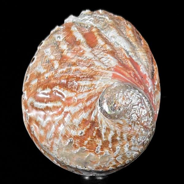 Grote foto geen minimumverkoopprijs ingewikkelde abalone shell op standaard zeeschelp haliotis asinina antiek en kunst curiosa en brocante