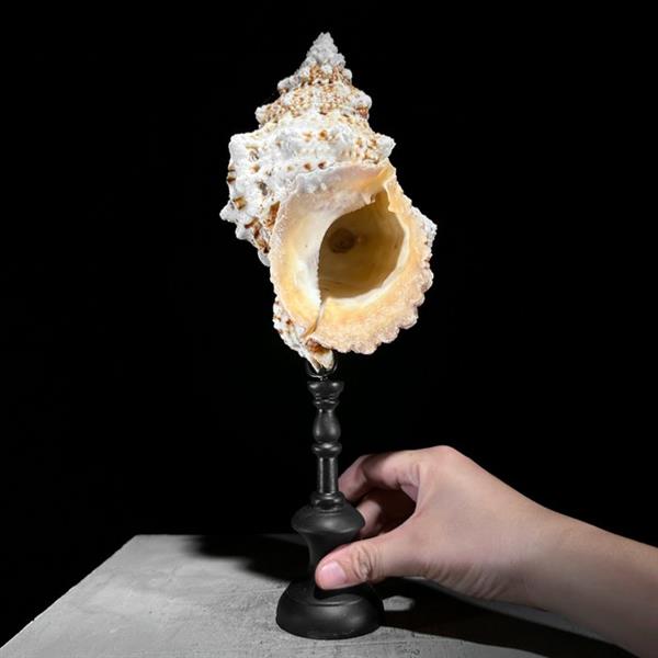 Grote foto geen reserveprijs ingewikkelde conch shell op een aangepaste standaard zeeschelp triplofusus g antiek en kunst curiosa en brocante