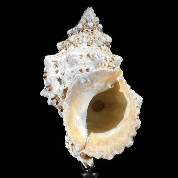 Grote foto geen reserveprijs ingewikkelde conch shell op een aangepaste standaard zeeschelp triplofusus g antiek en kunst curiosa en brocante
