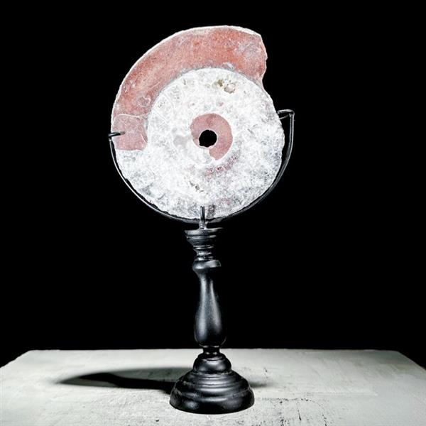 Grote foto geen reserveprijs mooie ammoniet op aangepaste standaard gefossiliseerd dier ammonoidea 21 c antiek en kunst curiosa en brocante